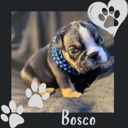 Black tri English bulldog puppy rehome 