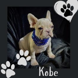 Frenchie for sale