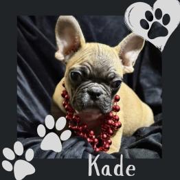 Frenchie for sale 