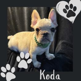 Frenchie for sale 