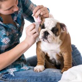 how to english bulldog puppies ears