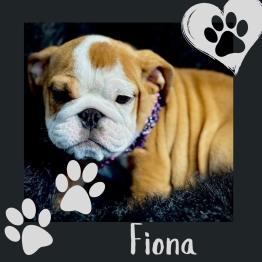 Female English bulldog for sale