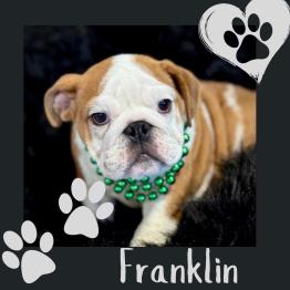 Male English bulldog 
