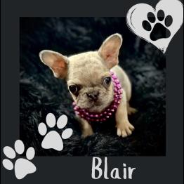 Merle frenchie for sale 