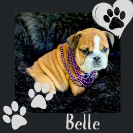 English bulldog puppy 