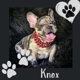 Male Frenchie for sale 