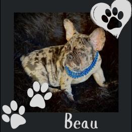 Male Merle Frenchie 