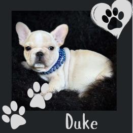 Male Frenchie for sale 