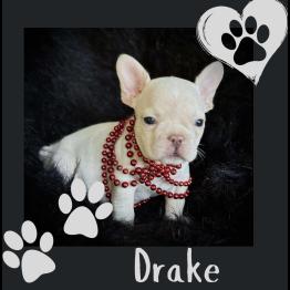 Male dog for sale 