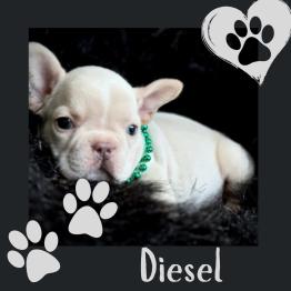 Male Frenchie for sale 