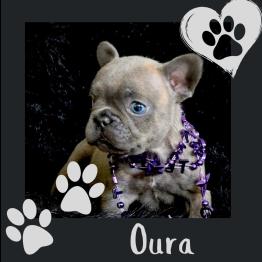 Female Frenchie for sale 