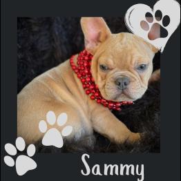 Handsome male Frenchie 