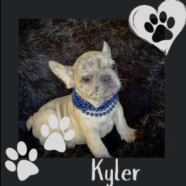 Male Frenchie for sale 