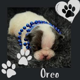Male Frenchie for sale 