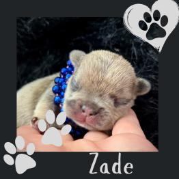 Merle male for sale 