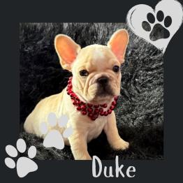 Male Frenchie for sale