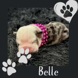 Female English Bulldog for Sale
