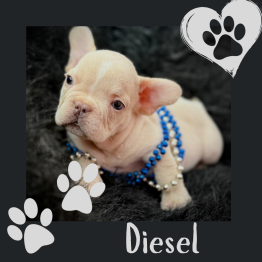 Male Frenchie 