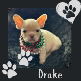Male Frenchie for sale