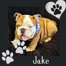 English puppy for sale 