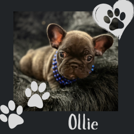 Male Frenchie 