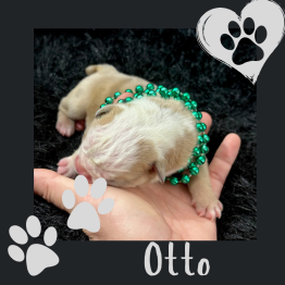 Male English bulldog 