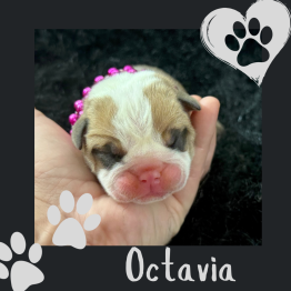 English female for sale 