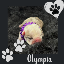 Female English for sale