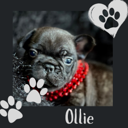 French Bulldog for sale 
