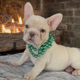 Adorable French Bulldog 