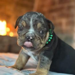 Merle English bulldog 