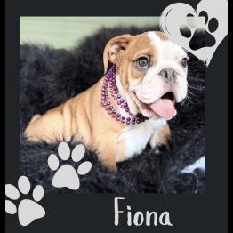 English bulldog puppy for sale 