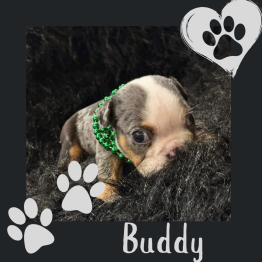 English bulldog puppy for sale 