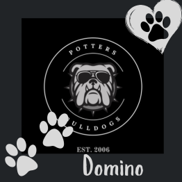 English bulldog puppy 