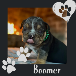 English bulldog for sale 