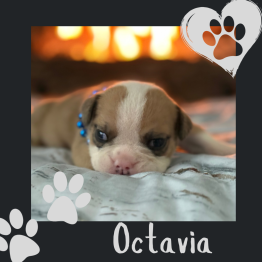 English bulldog for sale 