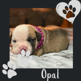 English Bulldog For Sale