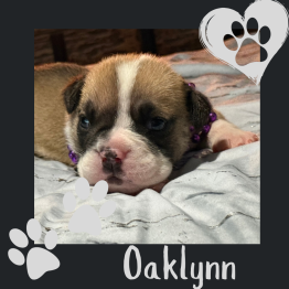 English Bulldog For Sale