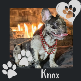 Make frenchie for sale 