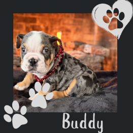 English bulldog for sale