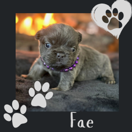 Female fluffy Frenchie 