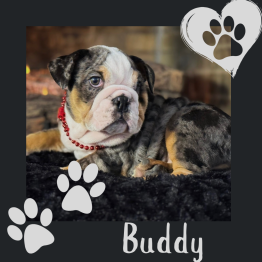 English bulldog for sale