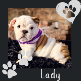 English bulldog for sale