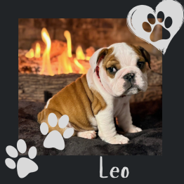 English bulldog puppy 