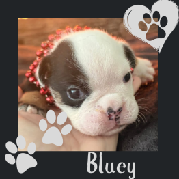English bulldog for sale