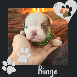 English bulldog for sale