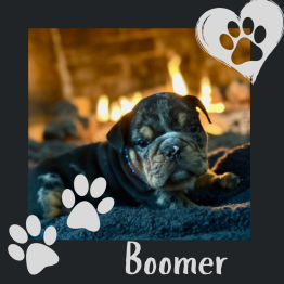 English male puppy for sale