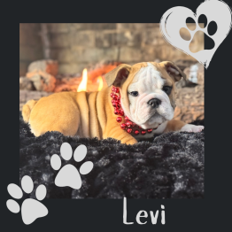 English bulldog puppy 