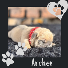 English bulldog for sale 