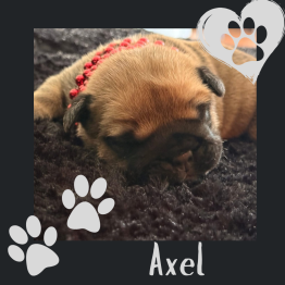 English bulldog for sale 